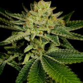π AK-47 Autoflower Seeds (100% off)
